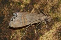 Euchromius ocellea