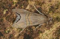 Euchromius ocellea