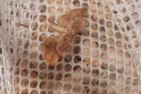 Hydriris ornatalis