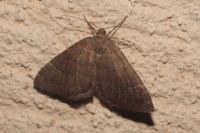 Larentia malvata