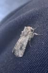 Mythimna languida
