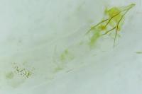 Eccopisa effractella