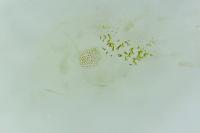 Eccopisa effractella
