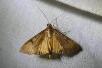 Uresiphita gilvata