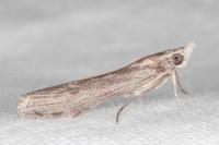 Epischnia prodromella