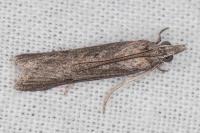Epischnia prodromella