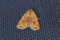Conistra rubiginea