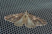 Agriopis leucophaearia