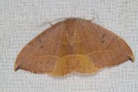 Watsonalla uncinula