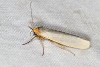Eilema caniola