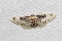 Idaea filicata