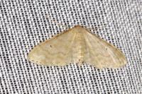 Idaea fuscovenosa