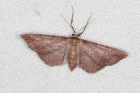 Idaea infirmaria