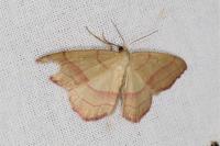 Rhodostrophia vibicaria