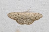 Scopula marginepunctata