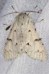 Acronicta leporina
