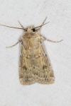 Agrotis ripae