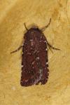 Paucgraphia erythrina