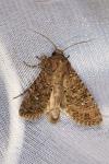 Sideridis turbida