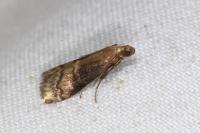 Euzophera fuliginosella
