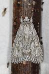 Acronicta aceris