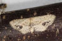 Idaea dimidiata