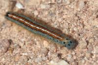 Malacosoma neustria