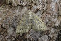 Colostygia multistrigaria olbiaria