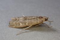 Dioryctria abietella
