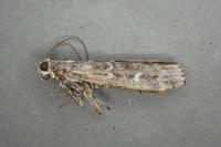 Dioryctria abietella