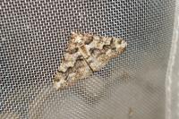 Agriopis leucophaearia