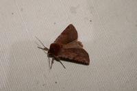 Cerastis rubricosa