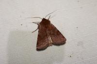 Cerastis rubricosa