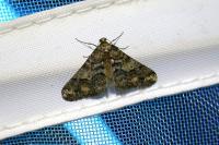 Agriopis leucophaearia