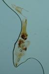 Dioryctria simplicella
