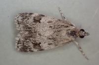 Scoparia basistrigalis