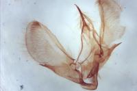 Scoparia basistrigalis
