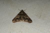 Agriopis leucophaearia