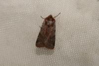 Cerastis rubricosa