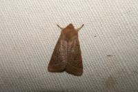 Orthosia cerasi