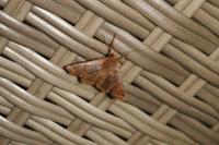Orthosia cerasi