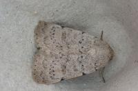 Hoplodrina respersa