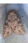 Polia nebulosa