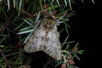 Phigalia pilosaria