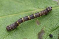 Lycia hirtaria