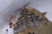 Lycia hirtaria
