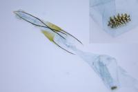 Homoeosoma