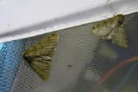 Phigalia pilosaria