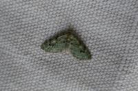 Chloroclystis v-ata