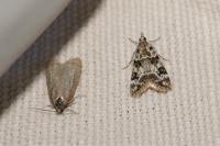 Eudonia delunella